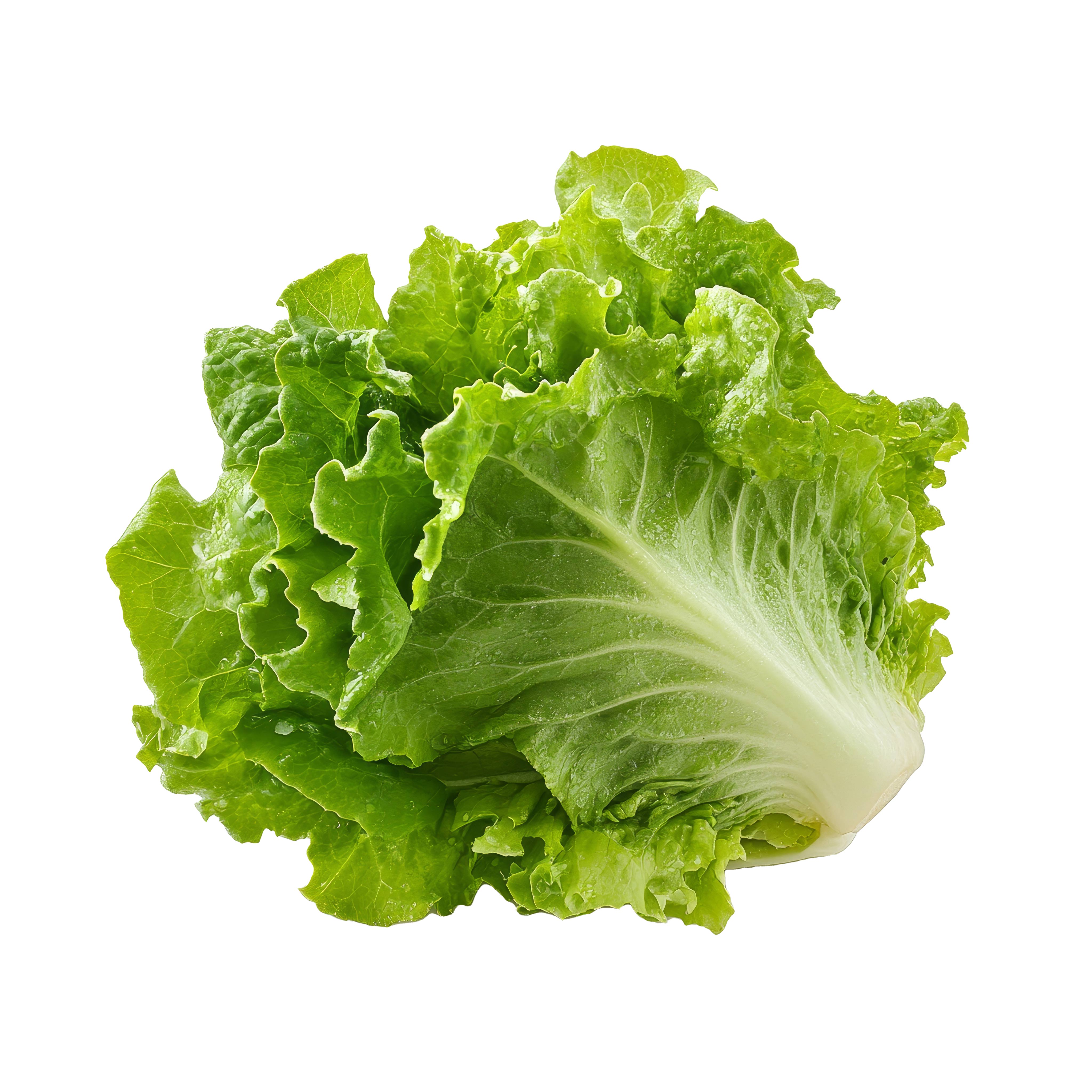 fresh lettuce UAE  buy leafy greens online Dubai  salad greens Dubai  healthy vegetables UAE  mixed greens delivery UAE  fresh produce Dubai  lettuce delivery UAE  Fresh Market greens  salad ingredients Dubai  vegetable delivery UAE