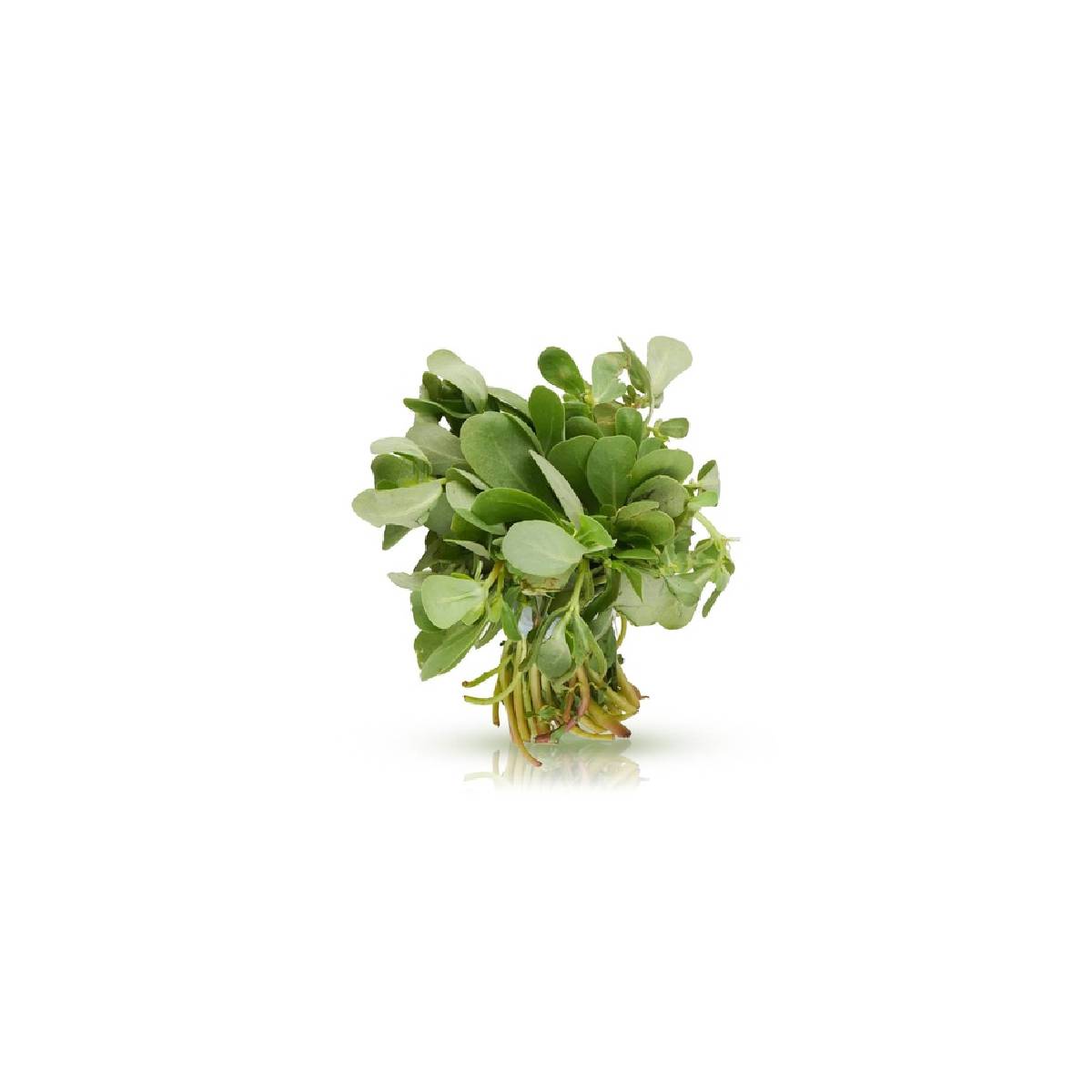 Fresh Green Barbeer Leaves 120gm