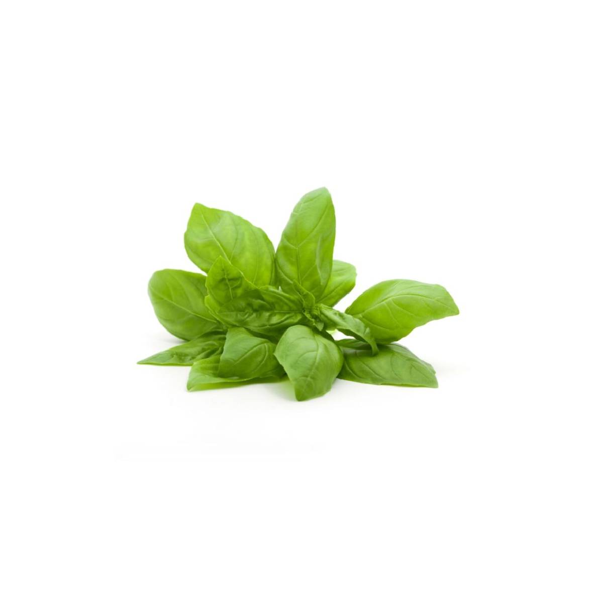 Fresh Green Basil Leaves 120gm