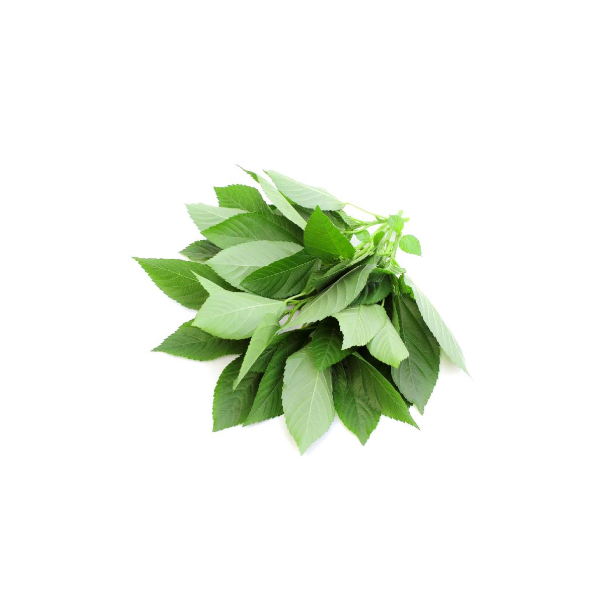 Fresh Green Mulkhia Leaves 120gm