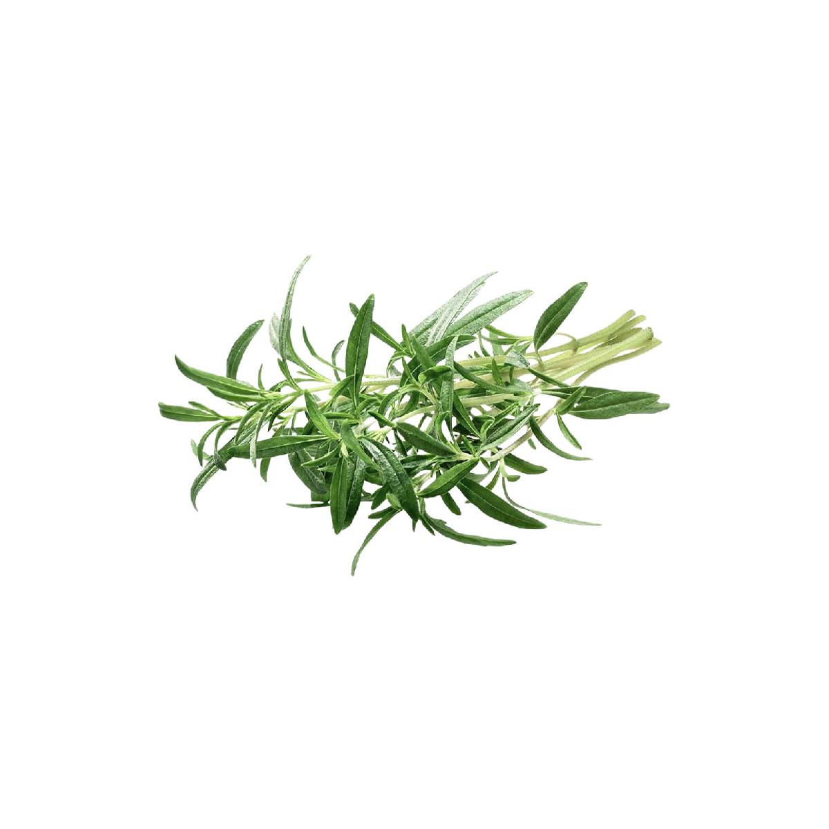 Fresh Green Zaatar Leaves 120gm