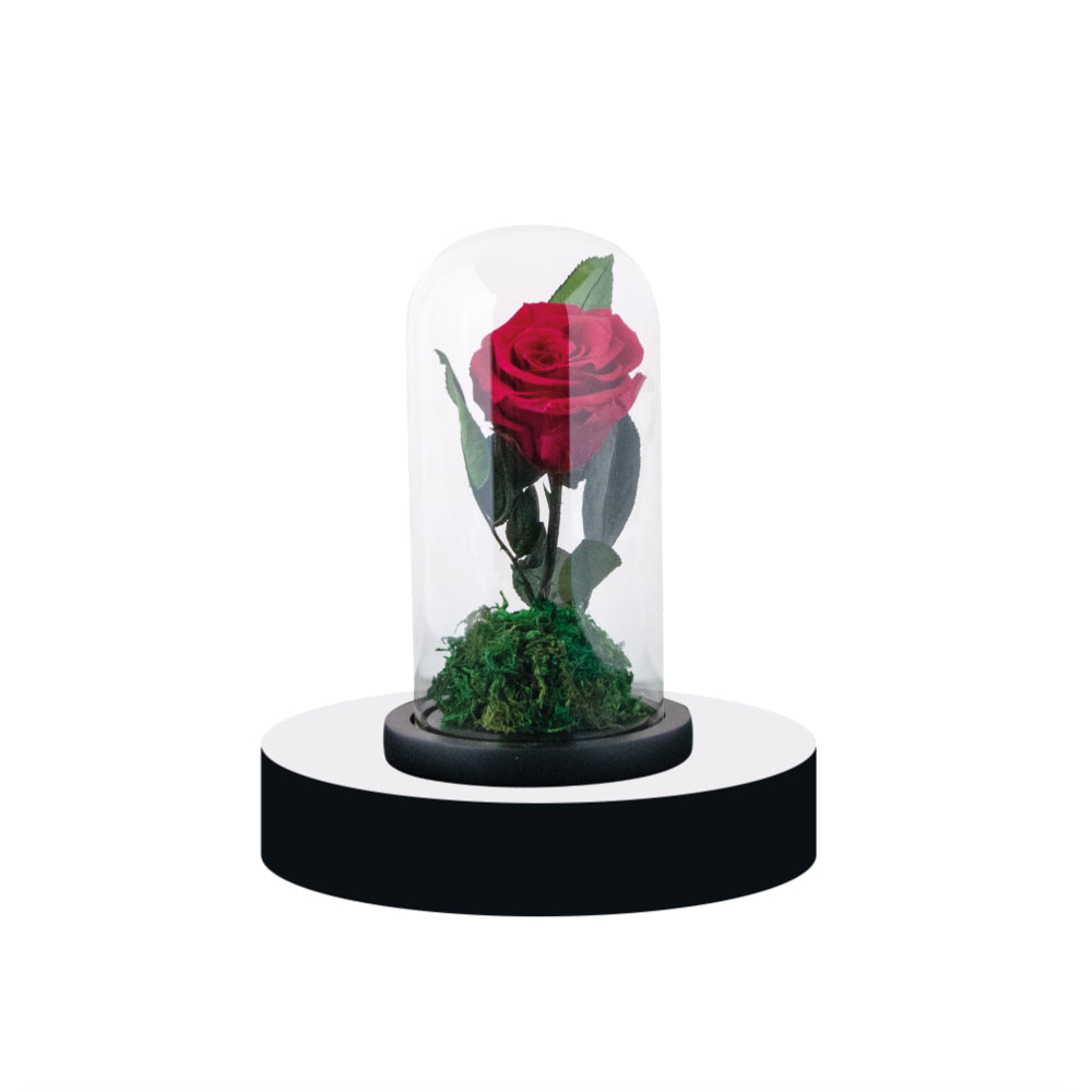 Infinity Rose (1 Rose)