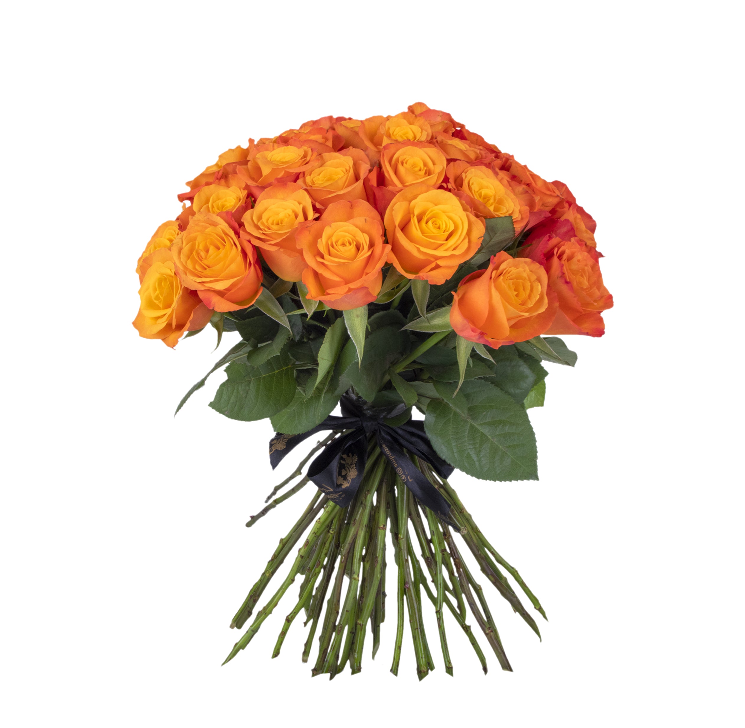 Ambrosia Sunrise Surprise Orange Roses