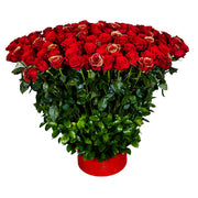 A Thousand Wishes Red Roses 50S