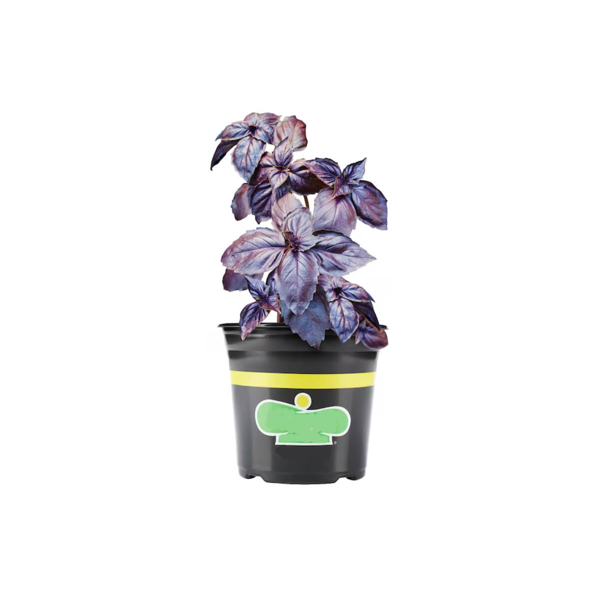 ReFarm Basil Pot Purple UAE PC