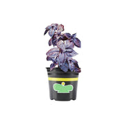 ReFarm Basil Pot Purple UAE PC