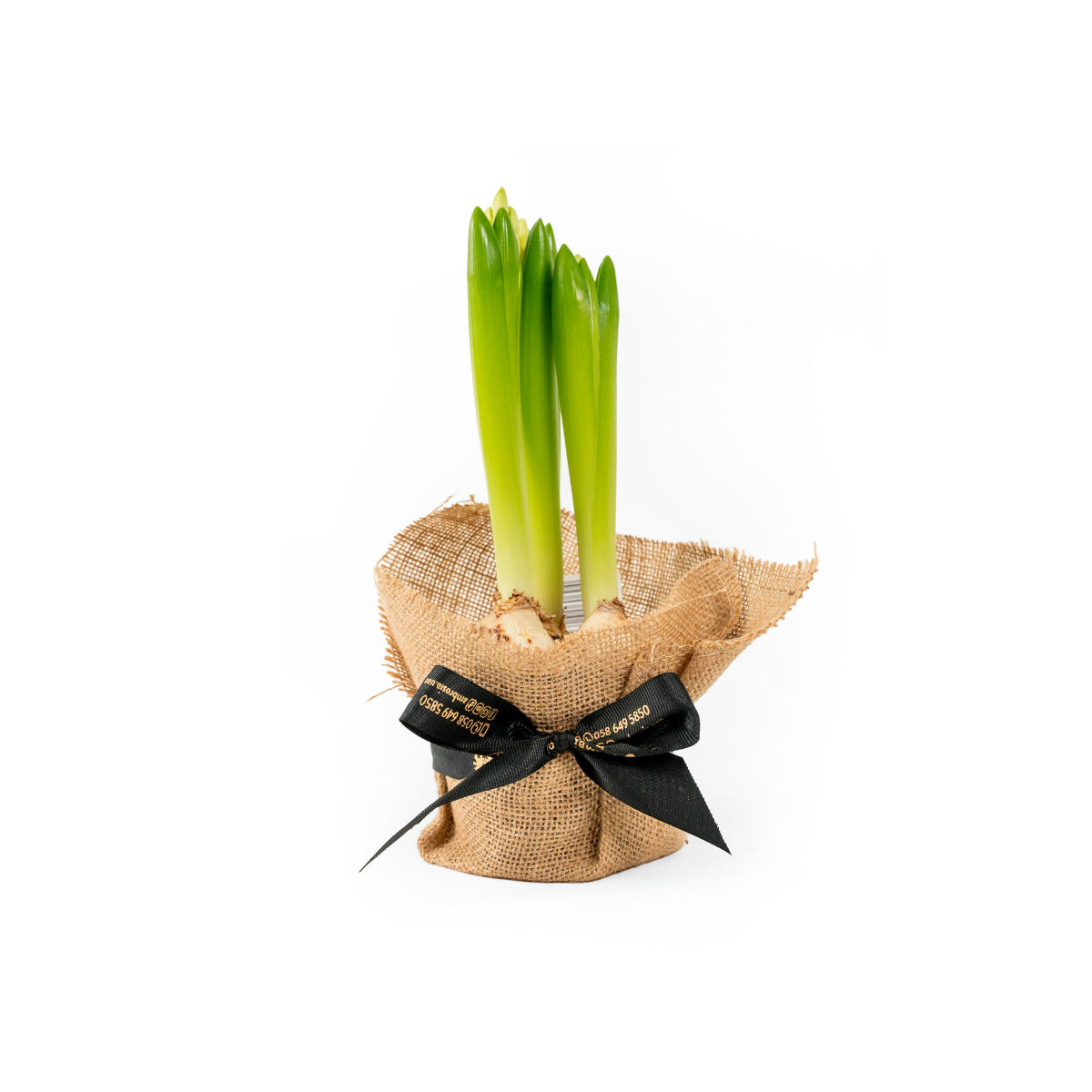 Potted Hyacinthus