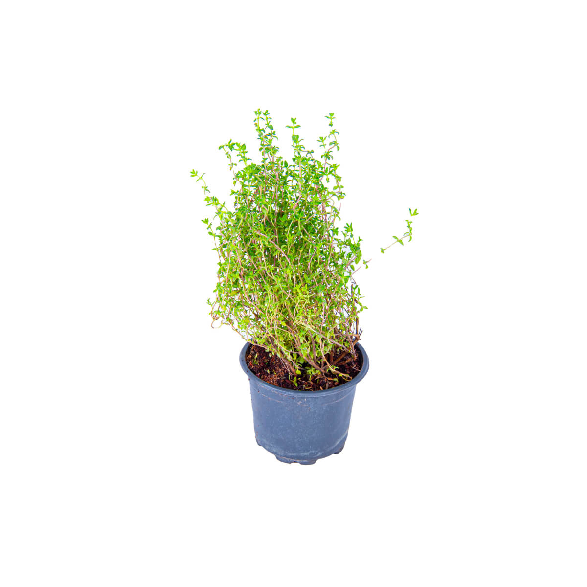Refarm Organic Thyme Pot Pack