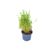 Refarm Organic Thyme Pot Pack