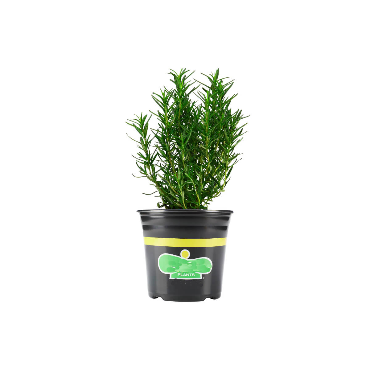 Refarm Organic Rosemary Pot Pack