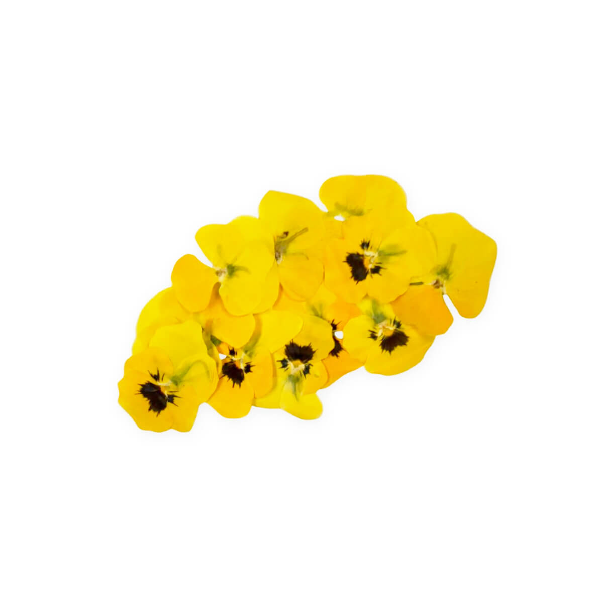 Refarm Viola Yellow Edible Flower Uae Pack