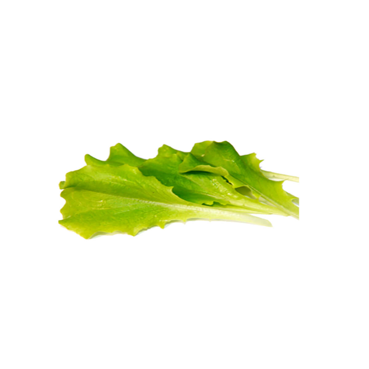 Refarm Baby Lettuce Green Batavia Uae 100g Pack
