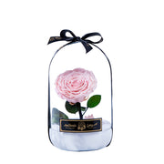 Infinity flower Premium -Eternal Love - Rose