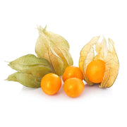Physalis Colombia 12 Pack