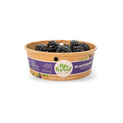 Pure Harvest Blackberries UAE 170g Pack