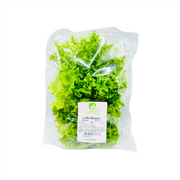 Leto Lollo Bionda Lettuce Uae 100g Pack