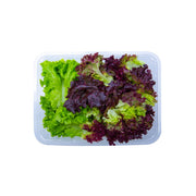 Leto Mixed Lollo Lettuce Uae 100g Pack