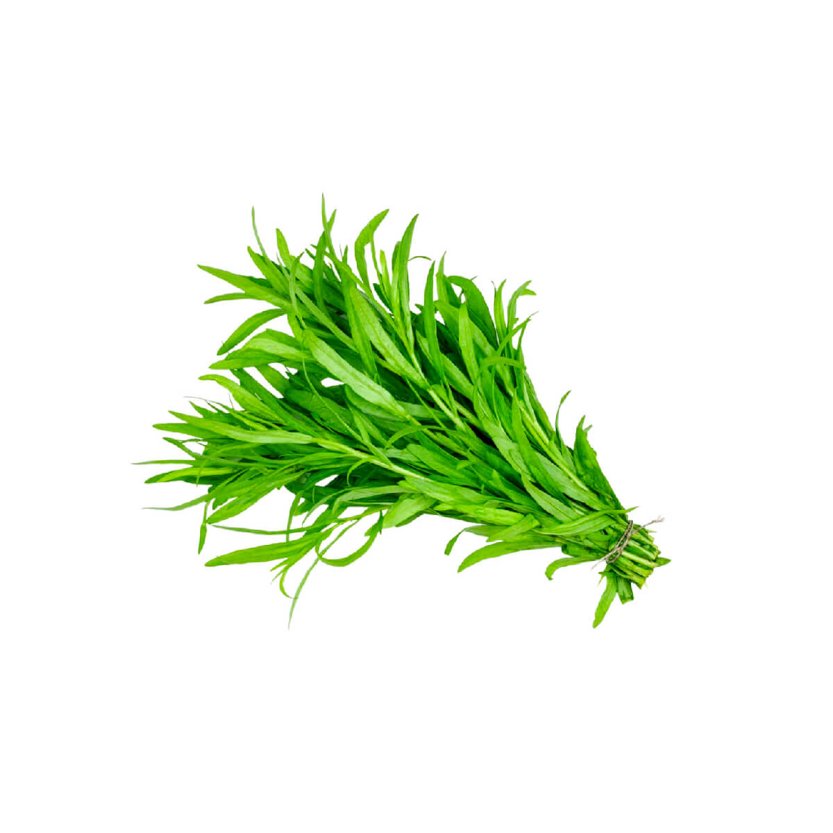 Hygrow Tarragon 50gm Pack