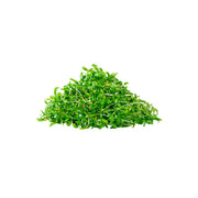 Hygrow Micro Coriander Uae 15g Pack