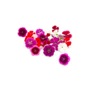 Hygrow Edible Flower Diantus Uae  20 Psc