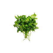 Hygrow Italian Basil 50gm Pack