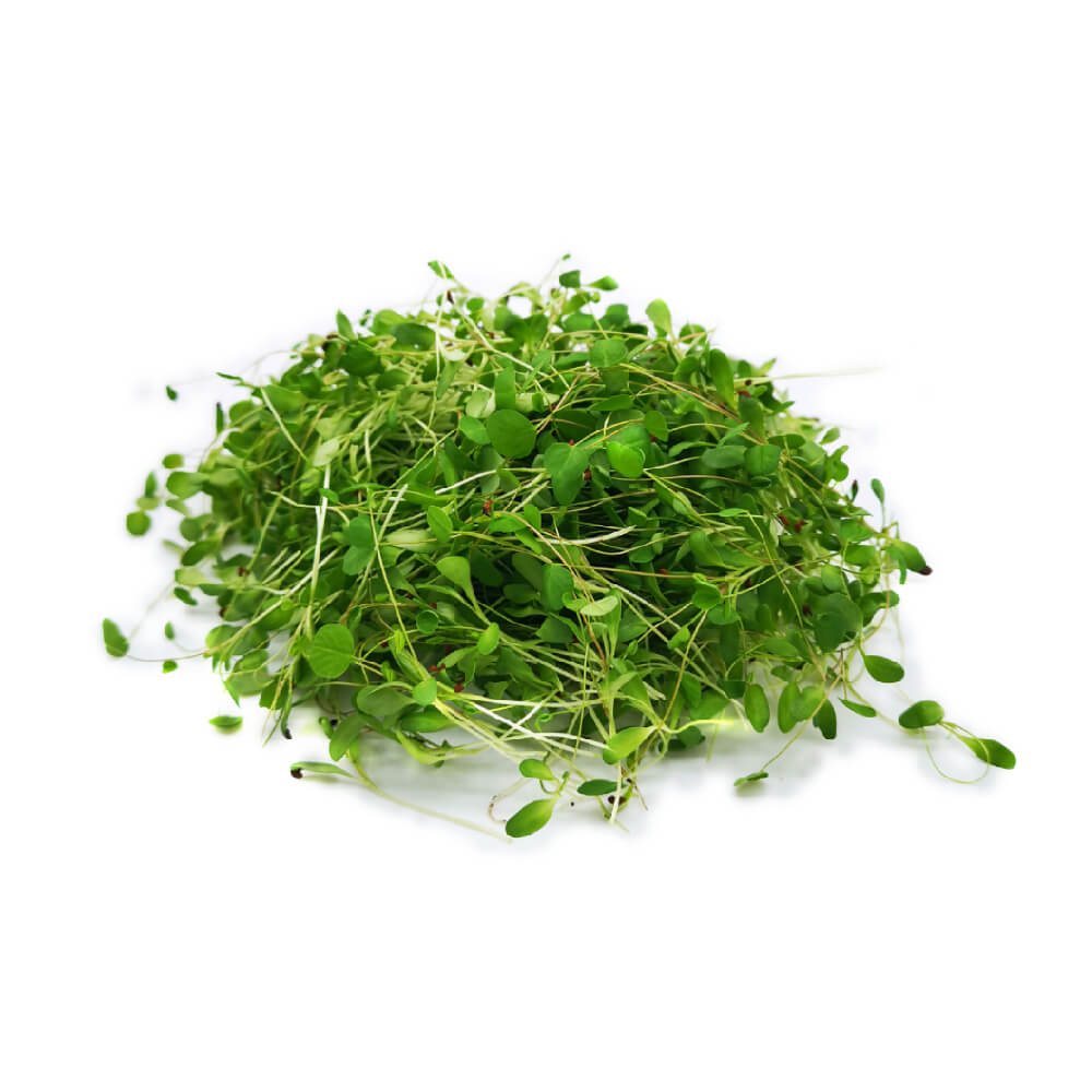 Alfalfa Microgreen Uae 50g Pack