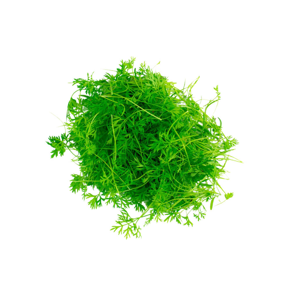 Carrot Microgreen Uae 50g Pack