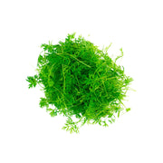Carrot Microgreen Uae 50g Pack