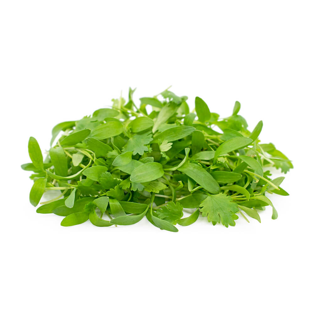 Coriander Microgreen Uae 50g Pack