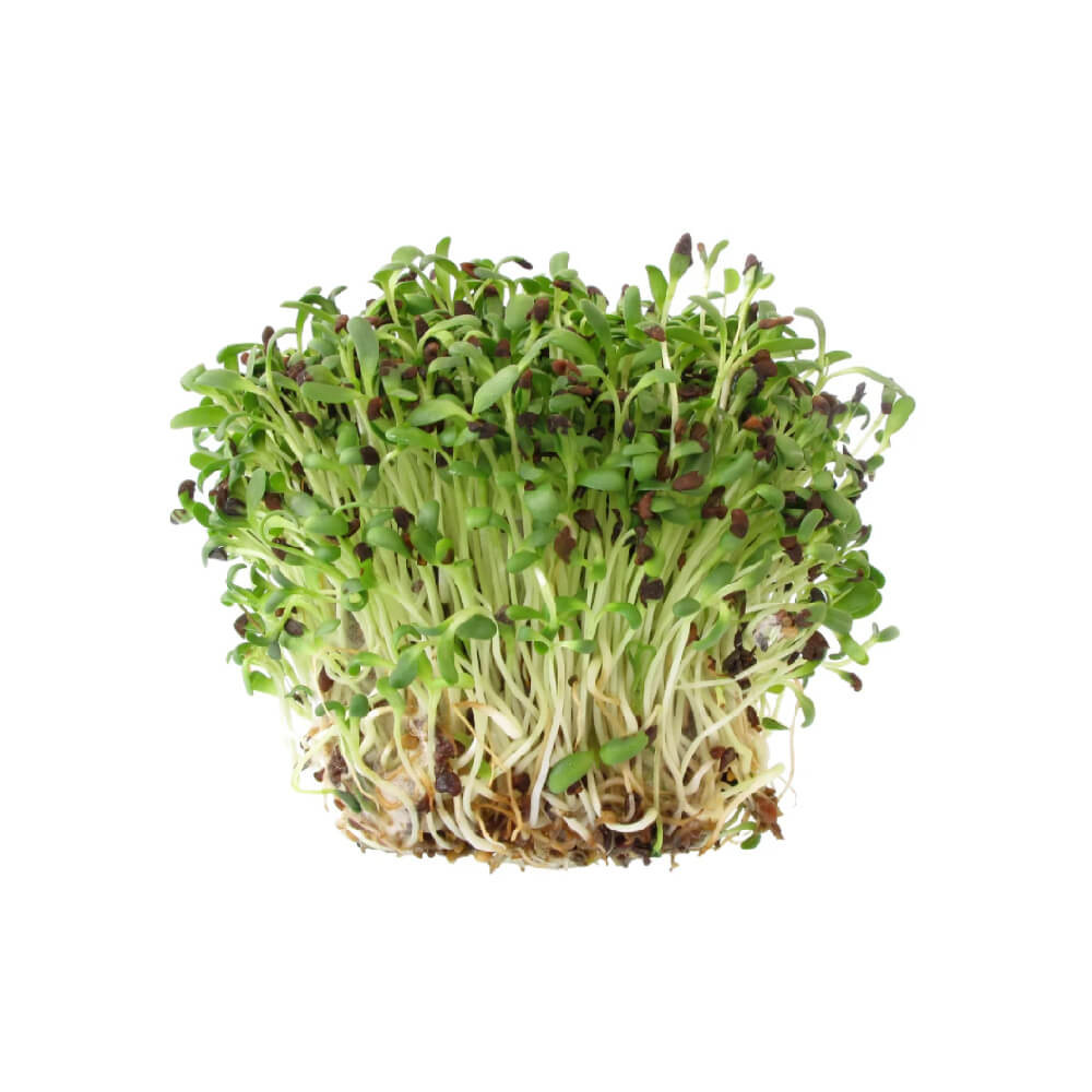Fenugreek Microgreen Uae 50g Pack