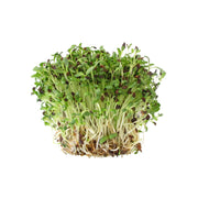 Fenugreek Microgreen Uae 50g Pack