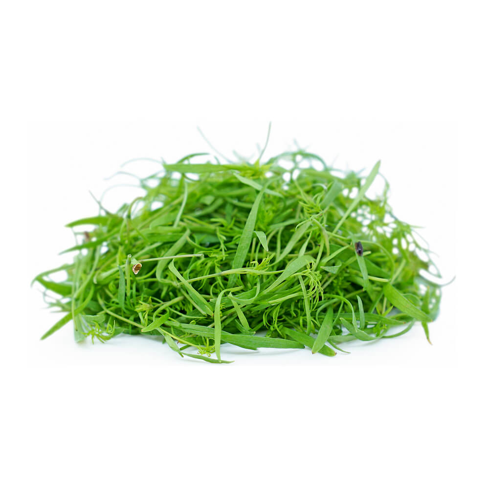 Dill Microgreen Uae 50g Pack