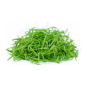Dill Microgreen Uae 50g Pack