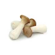 King Oyster Mushroom China 1 Pack