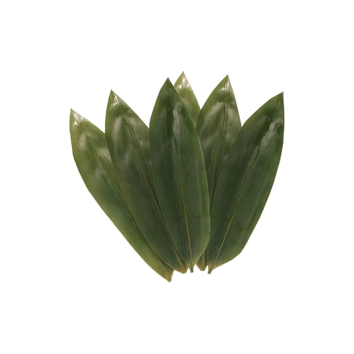 Bamboo Leaves 1 Pack