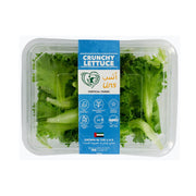 UNS Farm Crunchy Lettuce Uae 100g Pack