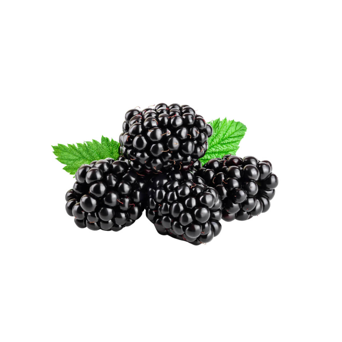 Blackberry Mexico 170gm Pack