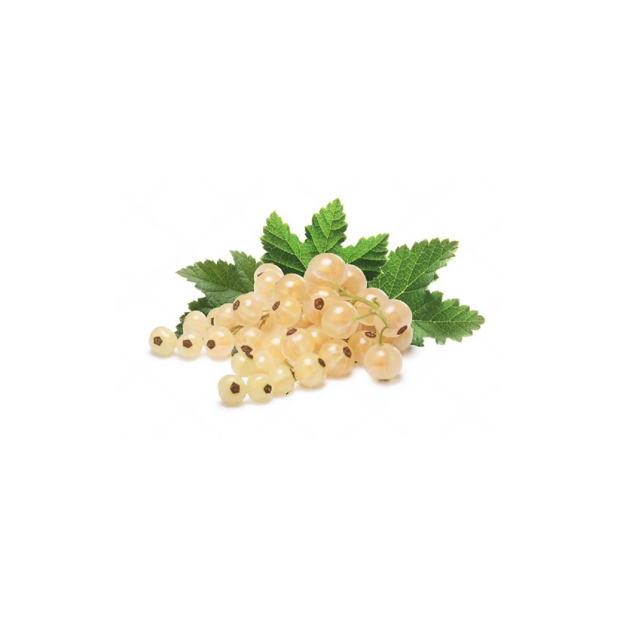 White Currents Holland 150gm Packet