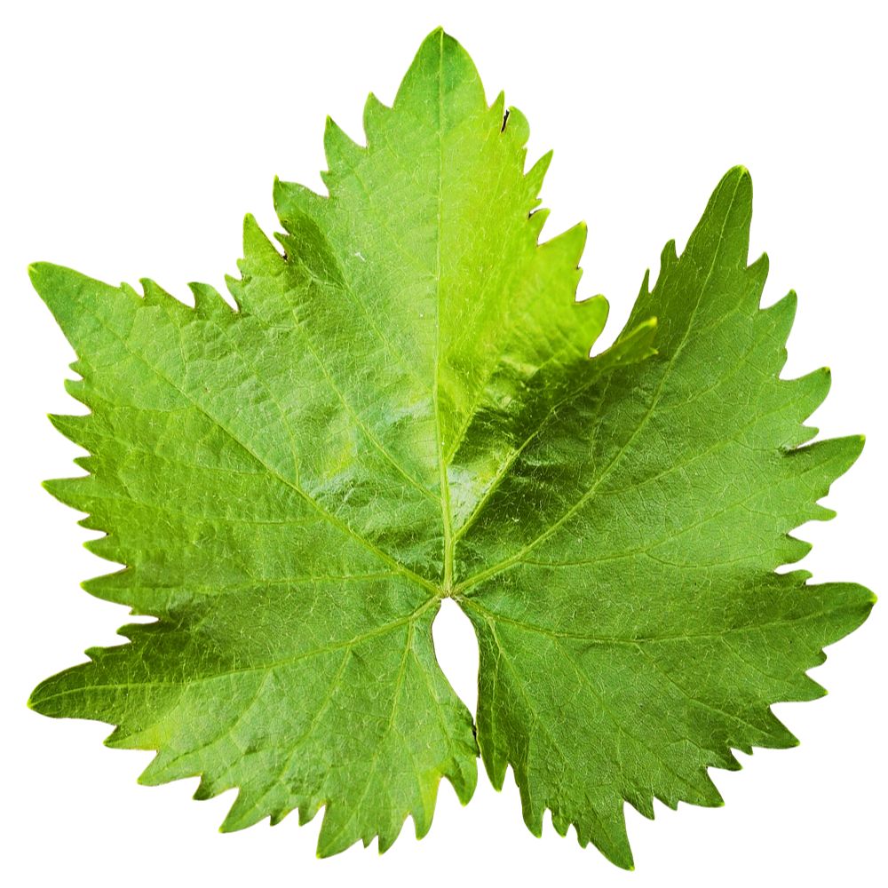 Vine Leaves