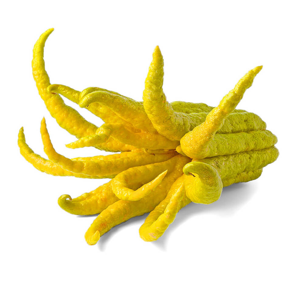 Buddha's Hand Citron (Sarcodactylis)