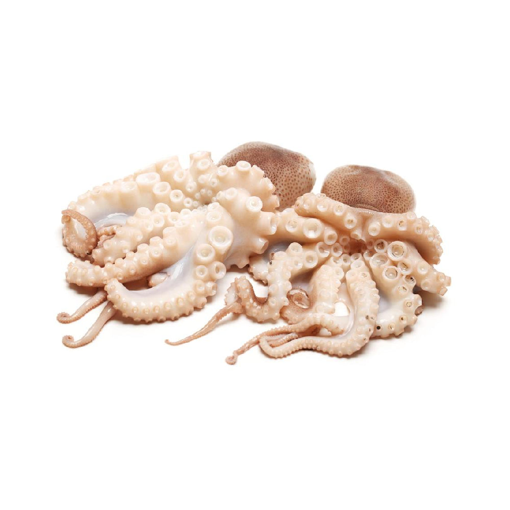 Fresh Octopus