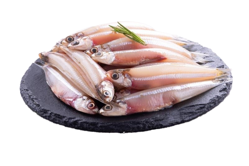 Fresh Anchovy