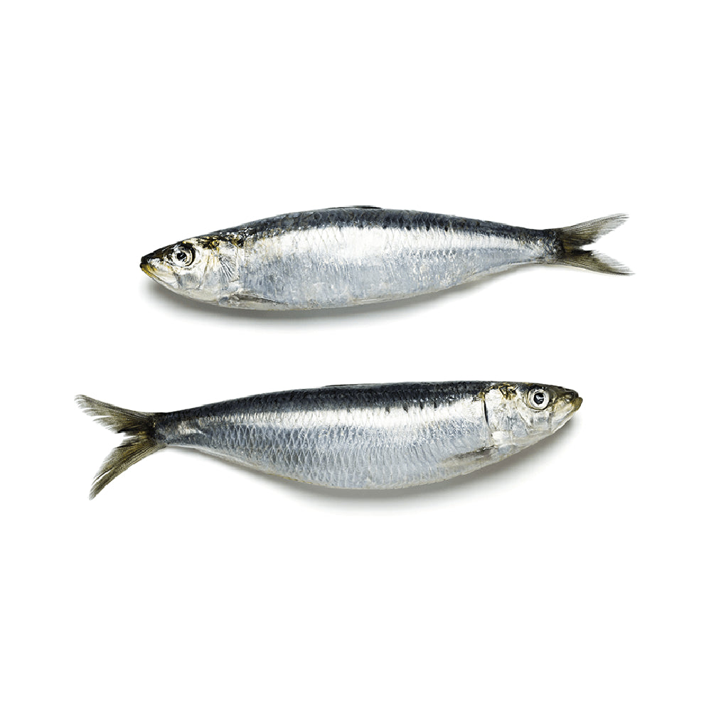 Fresh Small Sardine