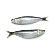 Fresh Small Sardine
