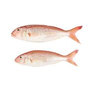 Fresh Local Sultan Ibrahim