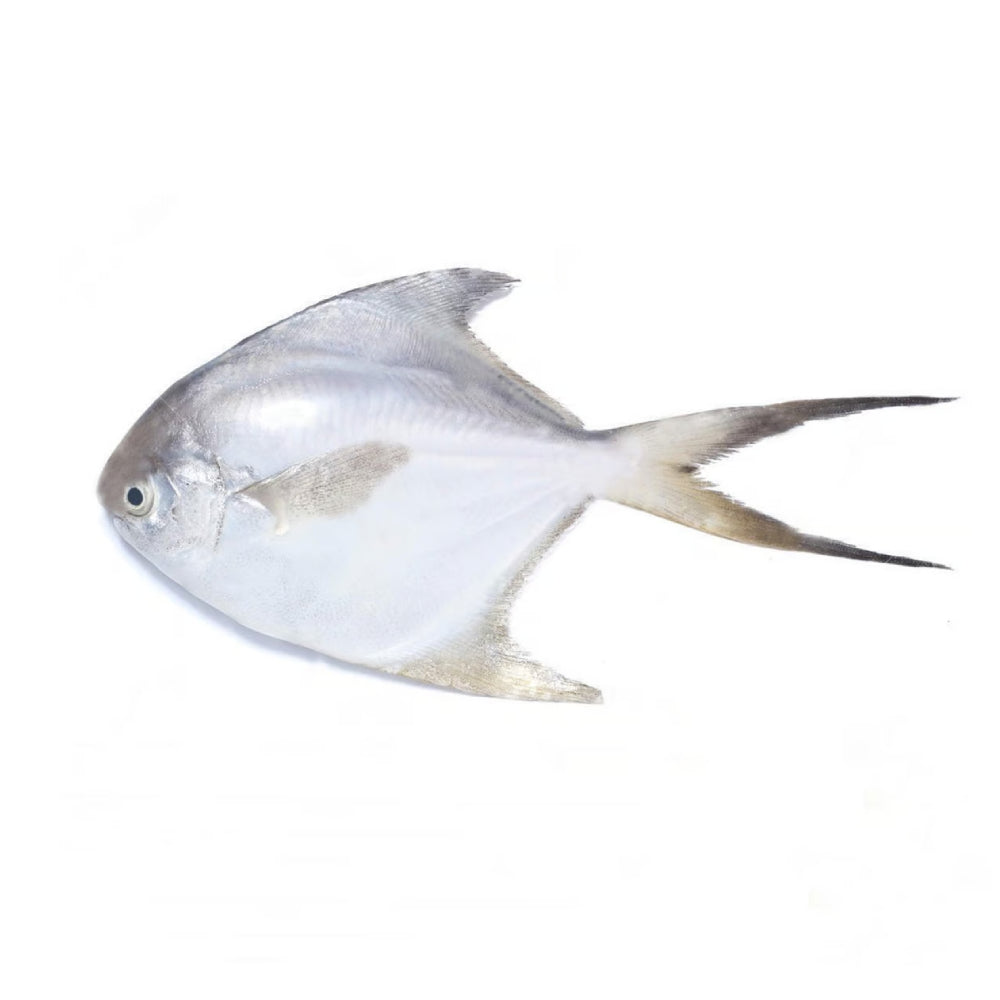 White Pomfret