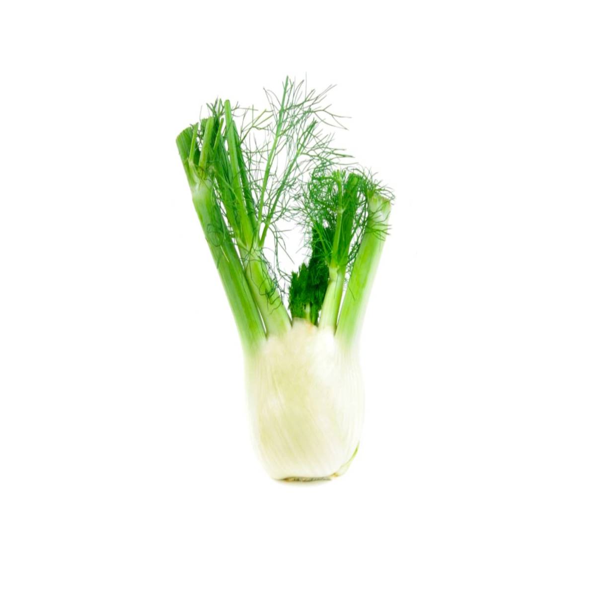 Fennel Italy 500g