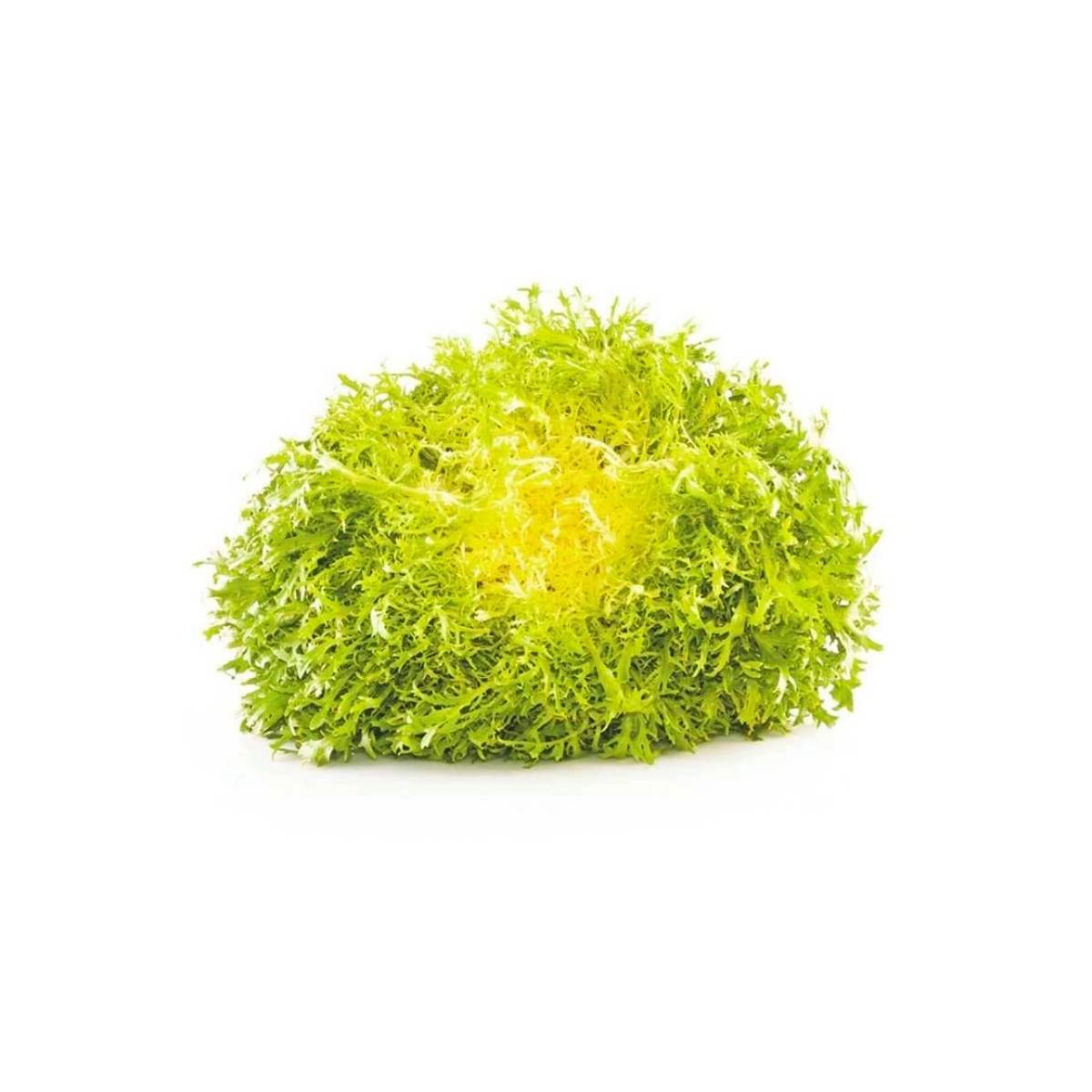 Yellow Lettuce Frisee Netherlands 1 Piece