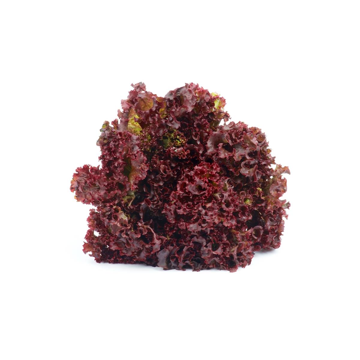 Lettuce Lollo Rosso Netherlands 1 Piece