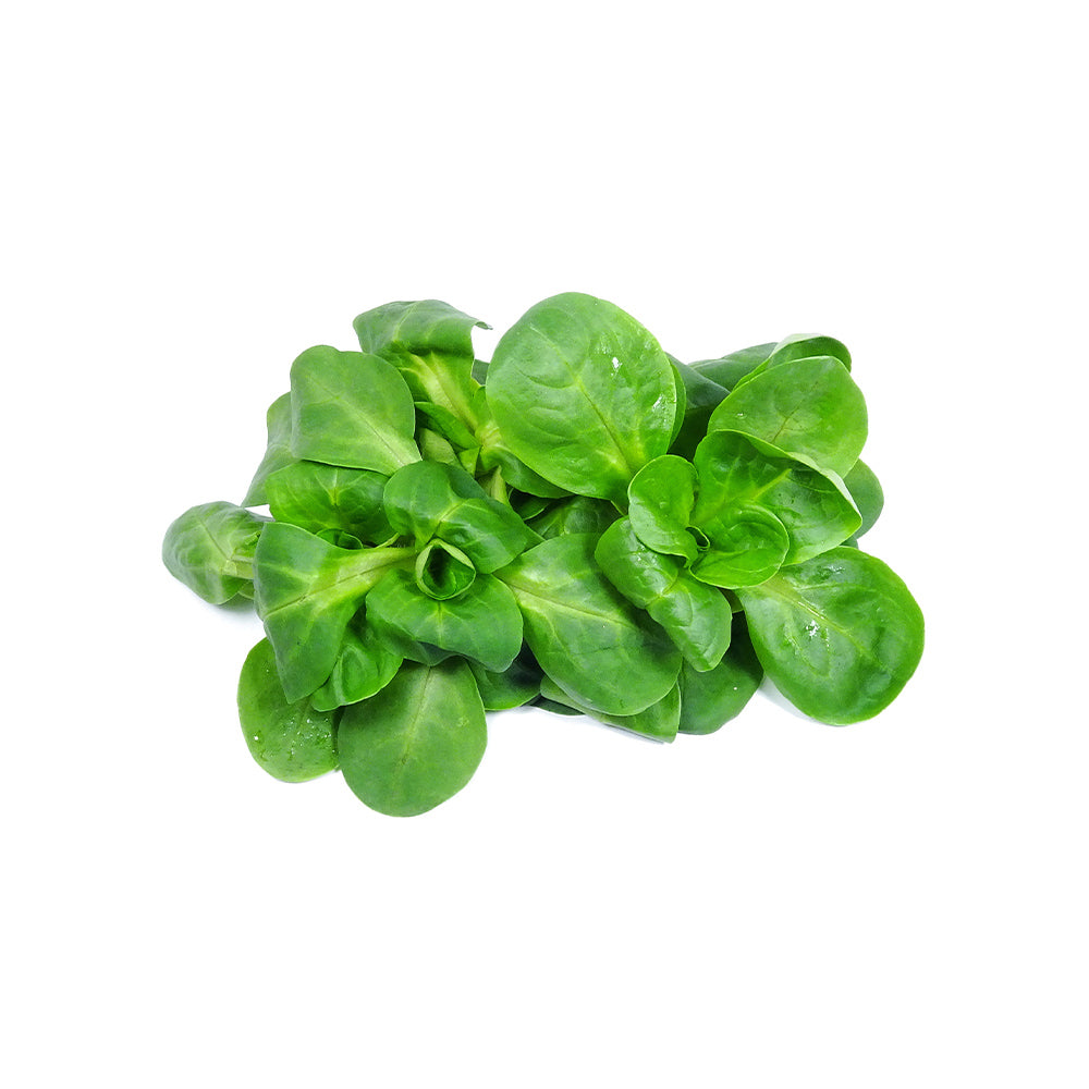 Lettuce Mache Italy 100g Pack